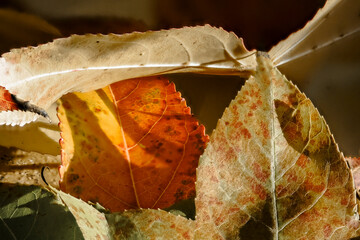 Autumn-colored dead leaves in a garden 