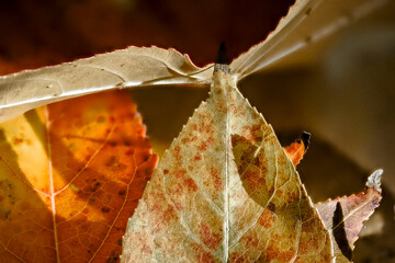 Autumn-colored dead leaves in a garden 