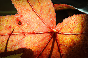 Autumn-colored dead leaves in a garden 