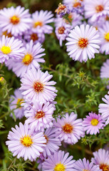 Fototapeta premium A bunch of purple flowers with yellow centers