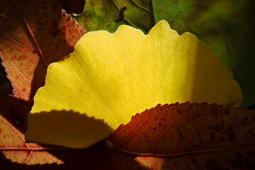 Ginkgo biloba leaf with autumn colors in a garden