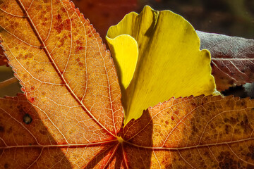 Autumn-colored dead leaves in a garden 