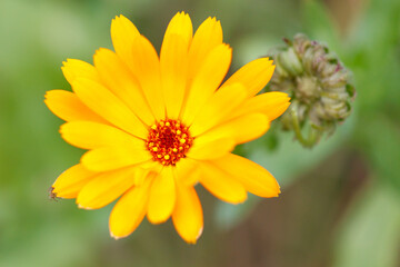 A yellow flower with a red center