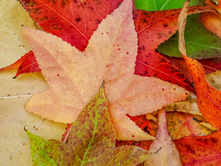 Autumn-colored dead leaves in a garden 