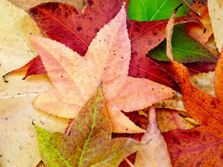 Autumn-colored dead leaves in a garden 