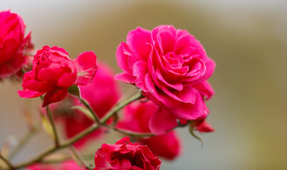 Obraz premium A bunch of pink roses are on a stem