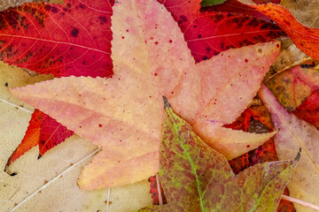 Autumn-colored dead leaves in a garden 