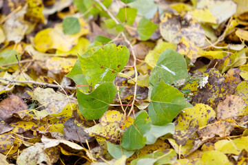 A leafy green plant is growing in a pile of yellow leaves
