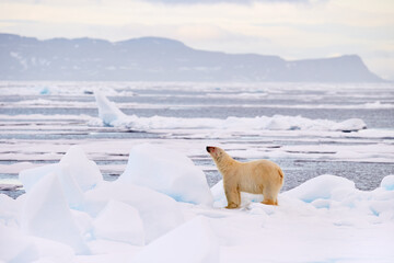 Polar bear on the blue ice. Bear on drifting ice with snow, white animals in nature habitat, Svalbard, Norway. Animals playing in sea ocean. Arctic wildlife. Snow and ice. © ondrejprosicky