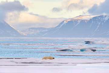 Polar bear on the blue ice. Bear on drifting ice with snow, white animals in nature habitat, Svalbard, Norway. Animals playing in sea ocean. Arctic wildlife. Snow and ice. © ondrejprosicky