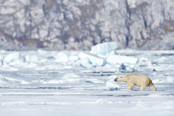 Polar bear on the blue ice. Bear on drifting ice with snow, white animals in nature habitat, Svalbard, Norway. Animals playing in sea ocean. Arctic wildlife. Snow and ice. © ondrejprosicky
