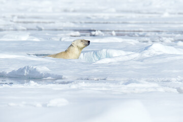 Polar bear hidden in the blue ice. Bear on drifting ice with snow, white animals in nature habitat, Svalbard, Norway. Animals playing in sea ocean. Arctic wildlife. Snow and ice. © ondrejprosicky