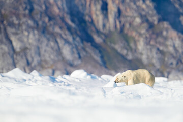 Polar bear on the blue ice. Bear on drifting ice with snow, white animals in nature habitat, Svalbard, Norway. Animals playing in sea ocean. Arctic wildlife. Snow and ice. © ondrejprosicky