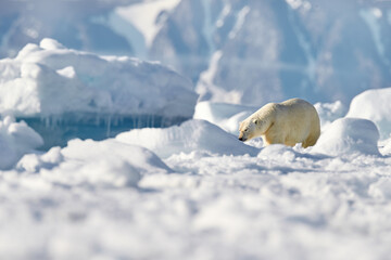 Polar bear on the blue ice. Bear on drifting ice with snow, white animals in nature habitat, Svalbard, Norway. Animals playing in sea ocean. Arctic wildlife. Snow and ice. © ondrejprosicky