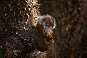 Fototapeta premium Variegated Squirrel, Sciurus variegatoides, with food, head detail portrait, Costa Rica, Wildlife scene from Central America. Prickle spine thorn big tree with squirrel. Costa Rica wildlife.