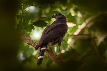 crane hawk, Geranospiza caerulescens, grey birds of pray sitting on the branch in the nature forest habitat, Rio Tarcoles, Costa Rica. Hawk egle on the tree.