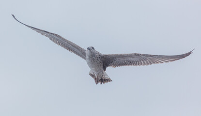 A bird with a white head and gray body is flying in the sky