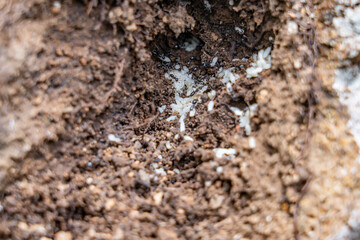 Nylanderia bourbonica, Nylanderia is a large genus of ants in the subfamily Formicinae. Weathered basalt. Koʻolau Range / shield volcano.  Moanalua Ridge Trail, Honolulu Oahu Hawaii