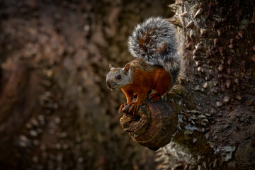 Fototapeta premium Variegated Squirrel, Sciurus variegatoides, with food, head detail portrait, Costa Rica, Wildlife scene from Central America. Prickle spine thorn big tree with squirrel. Costa Rica wildlife.