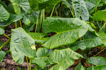 Alocasia macrorrhizos is a species of flowering plant in the arum family (Araceae). giant taro, giant alocasia, ʻape, biga, and pia. Moanalua Valley Trail , Honolulu, Oahu, Hawaii. Koʻolau Range	