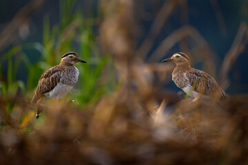 Double-striped thick-knee, Hesperoburhinus bistriatus, water bird in the nature habitat. Thin-knee in the stone, Rio Tarcoles in Costa Rica. Birdwatching in Central America.