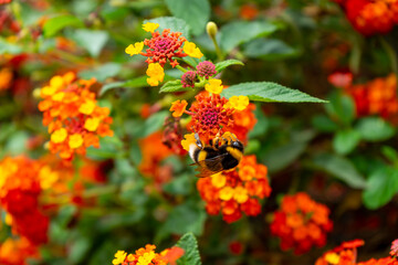 A bee collects pollen from the vibrant flame-coloured blooms of common lantana (Lantana camara) in full summer flower
