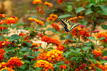 An Old World Swallowtail (Papilio machaon, family Papilionidae) gathers pollen from the vivid flame-coloured blooms of common lantana (Lantana camara) in full summer flower