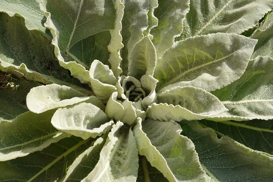 Mullein plant forming a fuzzy leaf rosette