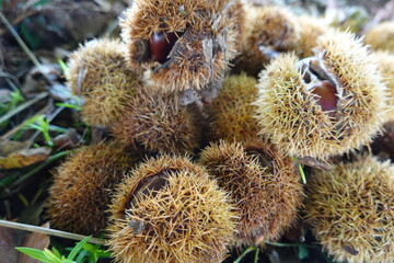 Chestnuts in spiky burrs on forest floor