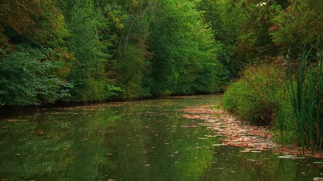 Quiet river bending along forest wall with reeds and scattered autumn leaves. Autumn forest landscape surrounding gently flowing river of legends. Serene stream curving beside woodland edge bordered