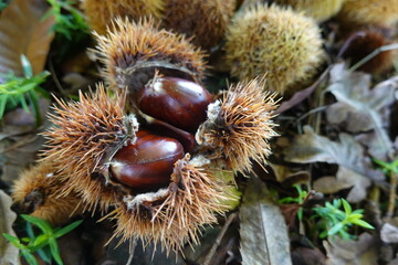 Chestnuts in open bur on forest ground