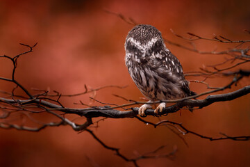Owl without eyes. Little Owl, Athene noctua, bird in orange leaf autumn forest. Wood wildlife with bird yellow eyes, Hungary. Orange autumn wildlife. Funny scene from nature. Bird in nature habitat