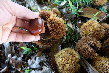 Hand picking fresh chestnuts from spiky husks on ground
