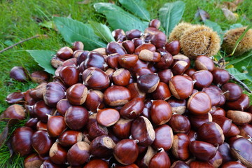 Fresh autumn chestnuts pile on green grass