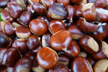 Pile of fresh raw chestnuts showing autumn harvest
