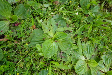 Plantain wild growing among green grass © tonifrito