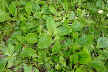 Plantago plantago major growing in green garden
