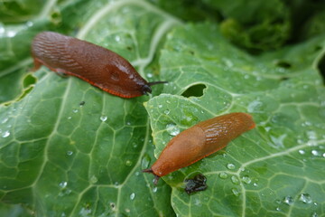 Slugs eating cabbage leaf in garden after rain
