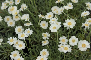 Obraz premium Achillea ageratifolia, Schafgarbe mit weißen Blüten