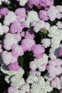 Achillea millefolium 'Apple Blossom', Schafgarbe mit rosa Bl&uuml;ten