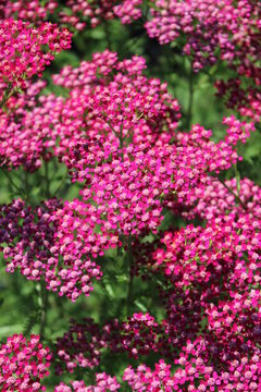 Achillea millefolium 'Cassis', Schafgarbe mit dunkelroten Bl&uuml;ten