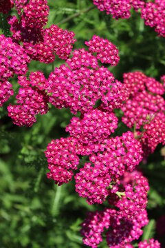 Achillea millefolium 'Cerise Queen', Schafgarbe mit dunkelrosa Bl&uuml;ten