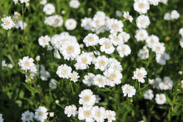 Achille ptarmica 'The Pearl', Schafgarbe mit weißen Blüten