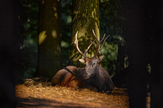 P&egrave;re David's deer, Elaphurus davidianus, milu or elaphure, wild deer native to the subtropical river valleys of China. Rare animal hiden in the forest, Asia wildlife.