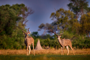 Kudu sunset in the orange evening vegetation, hidden in the forest. Greater kudu big antelope, Tragelaphus strepsiceros,  handsome antelope with spiral horns, Khwai River in Botswana. Africa sunset.