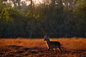 Waterbuck, Kobus ellipsiprymnus, large antelope in Africa. Nice African animal in the nature habitat, Okavango, Botswana. Wildlife from nature. Africa sunset with antelope. Sunset.