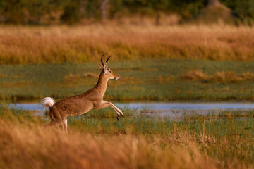 Southern reedbuck, Redunca arundinum, diurnal antelope jump above the water, Khwai River in Botswana. Wildlife in Africa.  Reedbuck in nature, mammla in grass habitat.