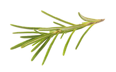 Fototapeta premium Fresh rosemary sprig with green leaves, cooking herb