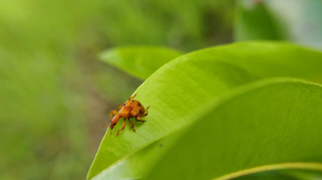 close up of a leaf roller beetle on a sapodilla leaf from the family Attelabidae