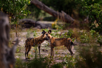 African wild dog, Lycaon pictus, detail portrait open muzzle, Mana Pools, Zimbabwe, Africa. Dangerous spotted animal with big ears. Hunting painted dog on African safari. Wildlife scene from nature.